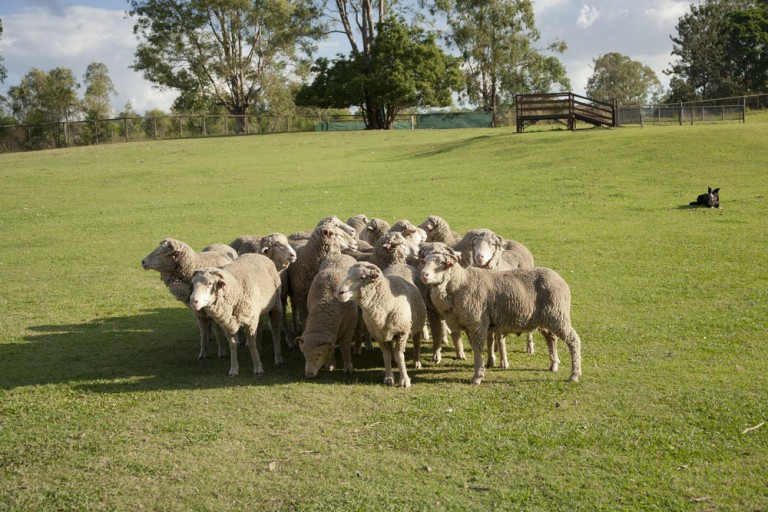 Sheep Fencing Australian Sheep