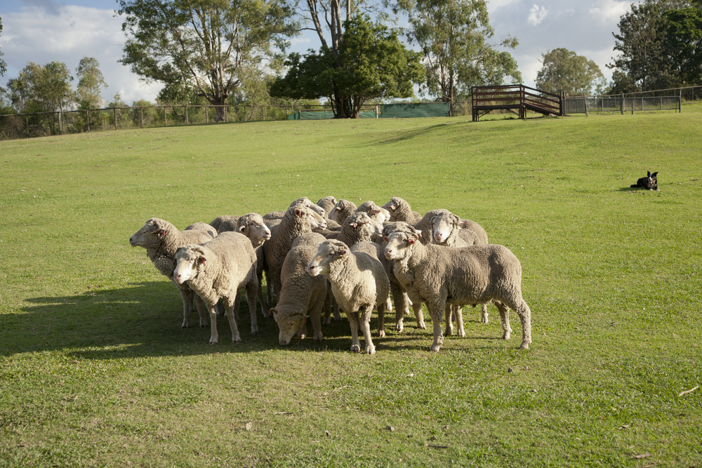 sheep on a farm with fencing australia